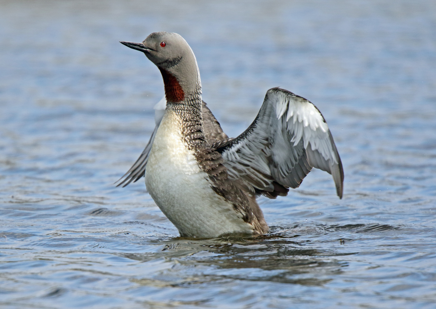 Sterntaucher