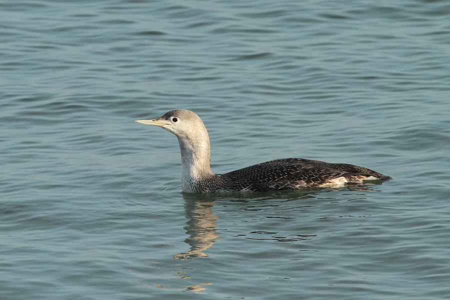 Sterntaucher (Gavia stellata)