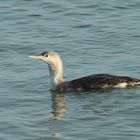 Sterntaucher (Gavia stellata)