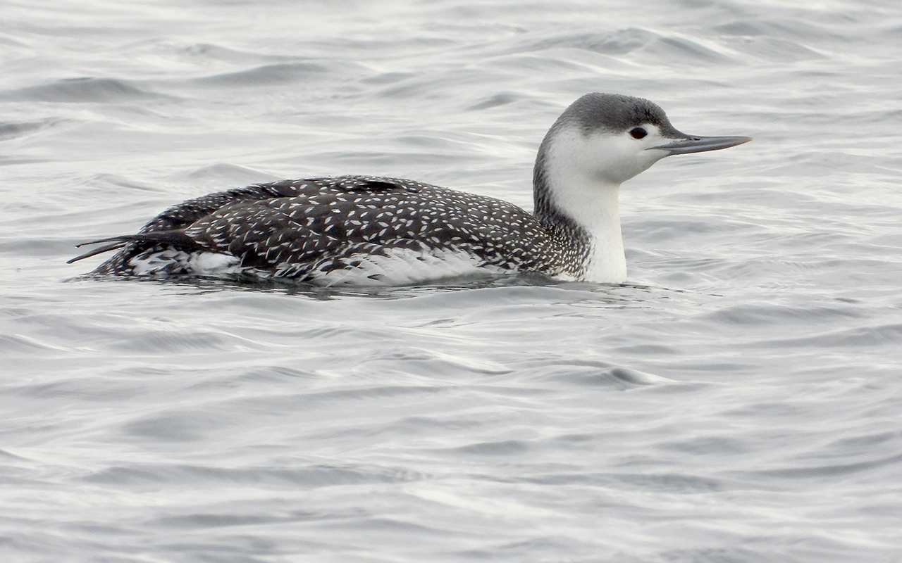 Sterntaucher Gavia stellata