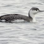 Sterntaucher Gavia stellata