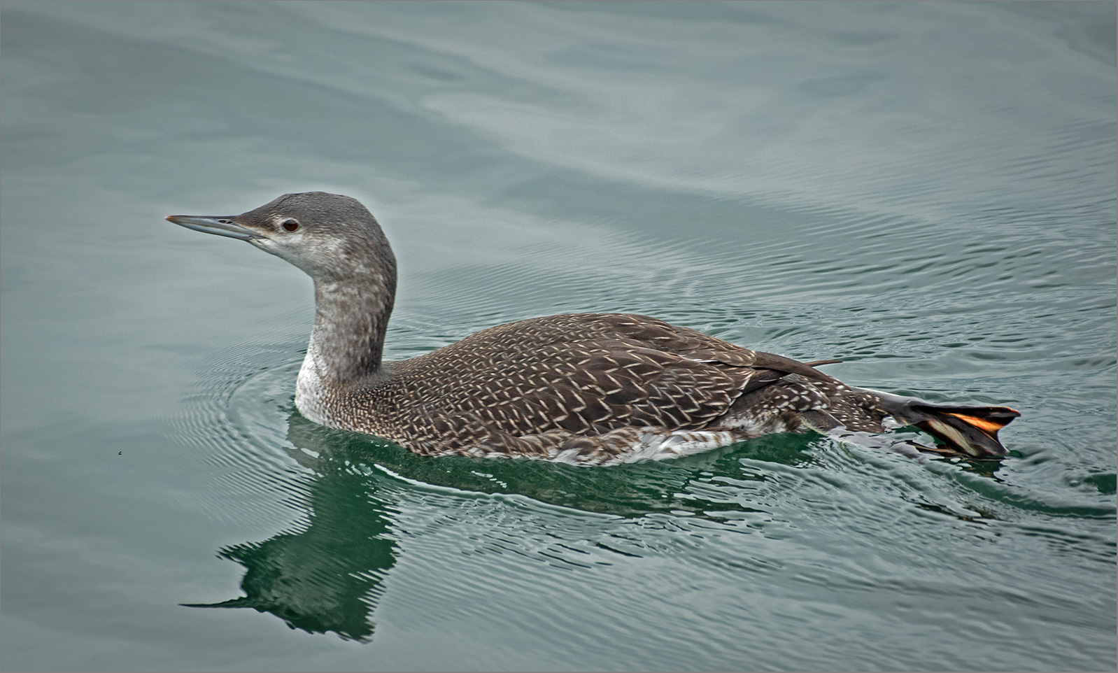 Sterntaucher  -  Gavia stellata