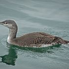 Sterntaucher  -  Gavia stellata