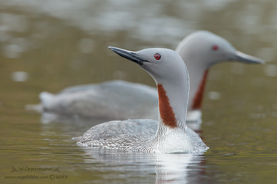 Sterntaucher (Gavia stellata)