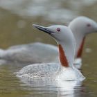 Sterntaucher (Gavia stellata)