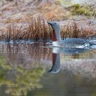 Sterntaucher (Gavia stellata)