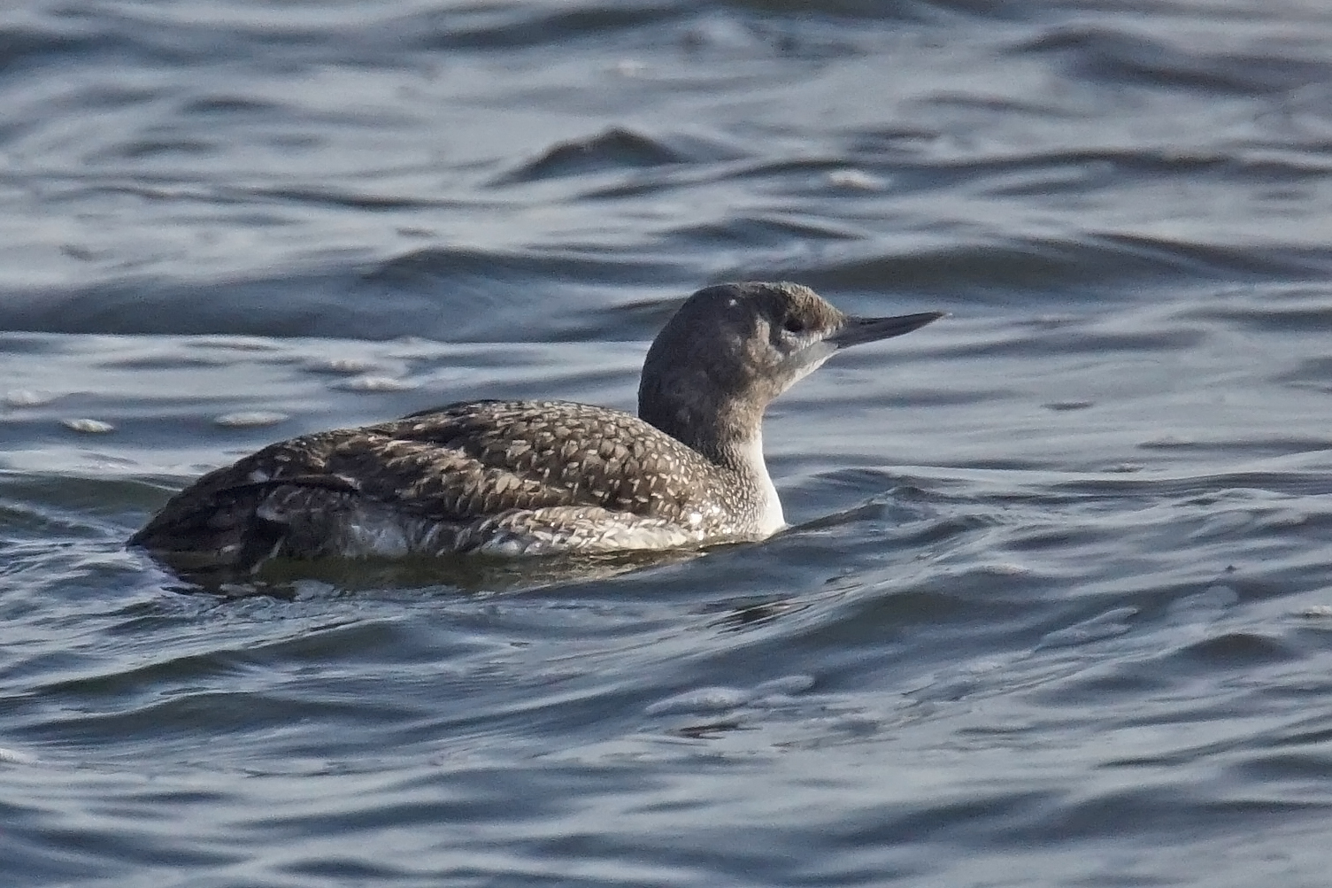 Sterntaucher (Gavia stellata)