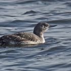 Sterntaucher (Gavia stellata)