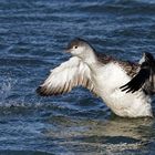 Sterntaucher ( Gavia stellata )