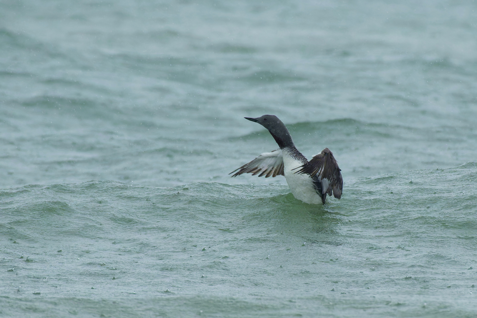 Sterntaucher (Gavia stellata) in der Nordsee