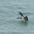 Sterntaucher (Gavia stellata) in der Nordsee