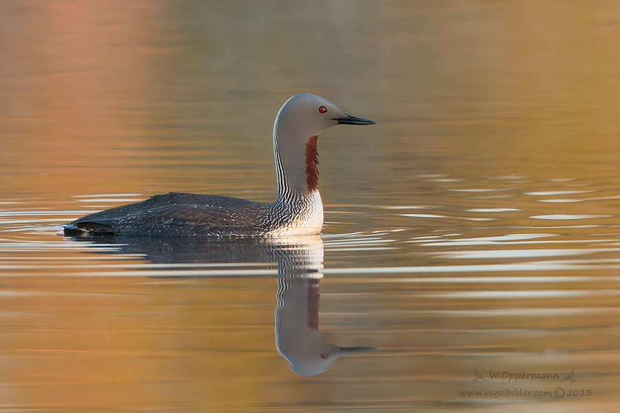 Sterntaucher (Gavia stellata) Morgenlicht