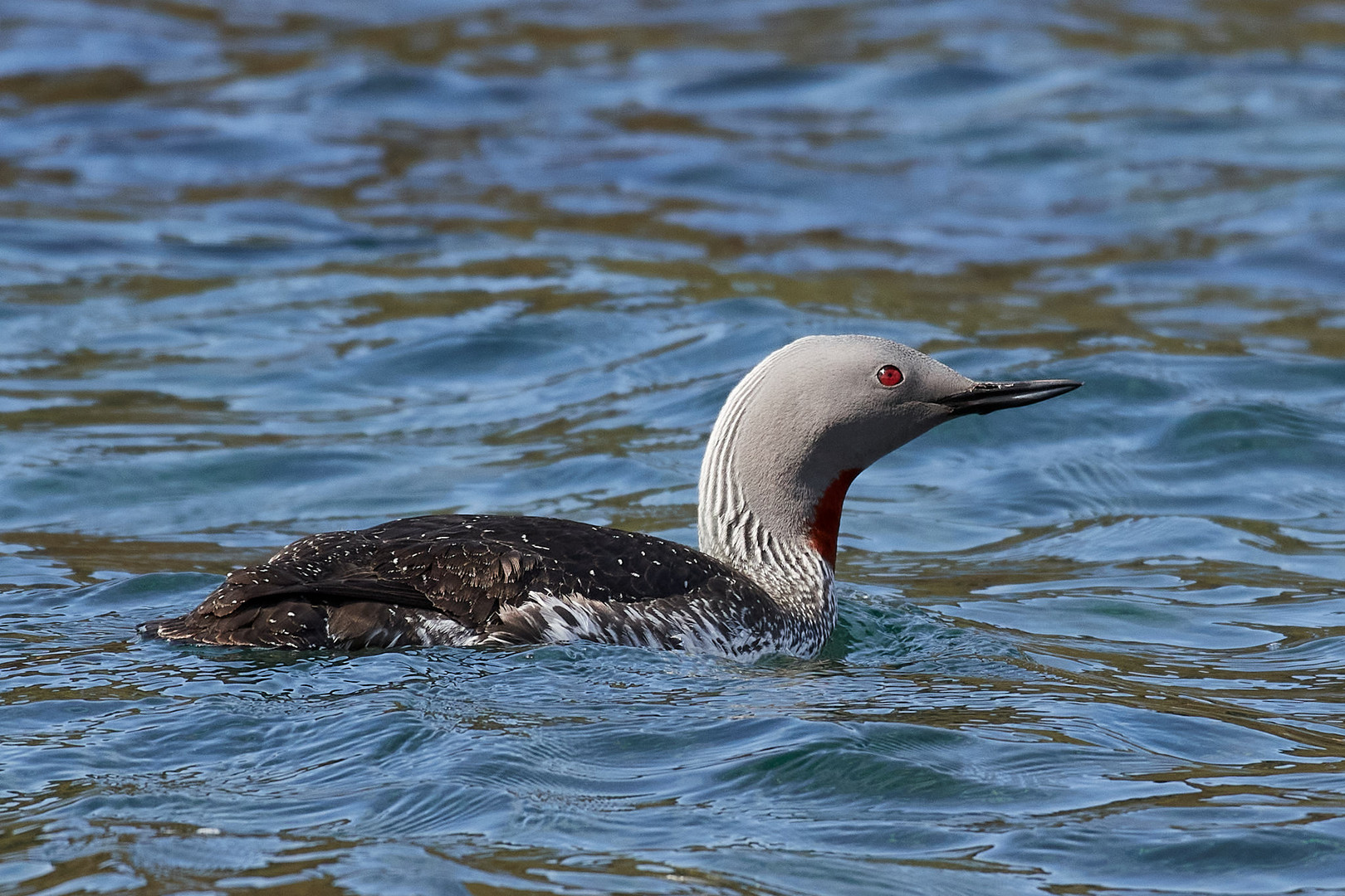 Sterntaucher, Golden Circle, Island