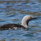 Sterntaucher, Golden Circle, Island