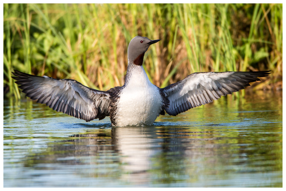 Sterntaucher im Abendlicht