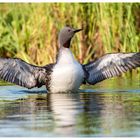 Sterntaucher im Abendlicht