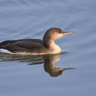 Sterntaucher  im Winterkleid