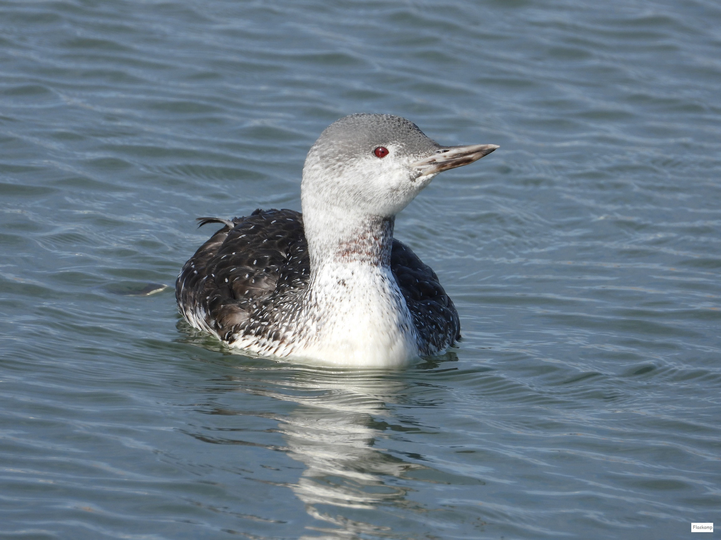 Sterntaucher in Norderney ......