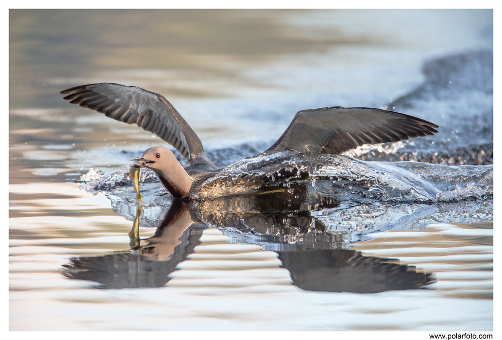 Sterntaucher landet mit Fisch