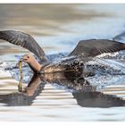 Sterntaucher landet mit Fisch