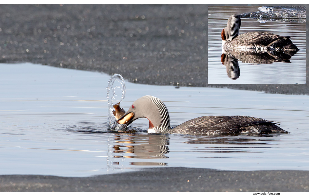 Sterntaucher mit dicker Backe