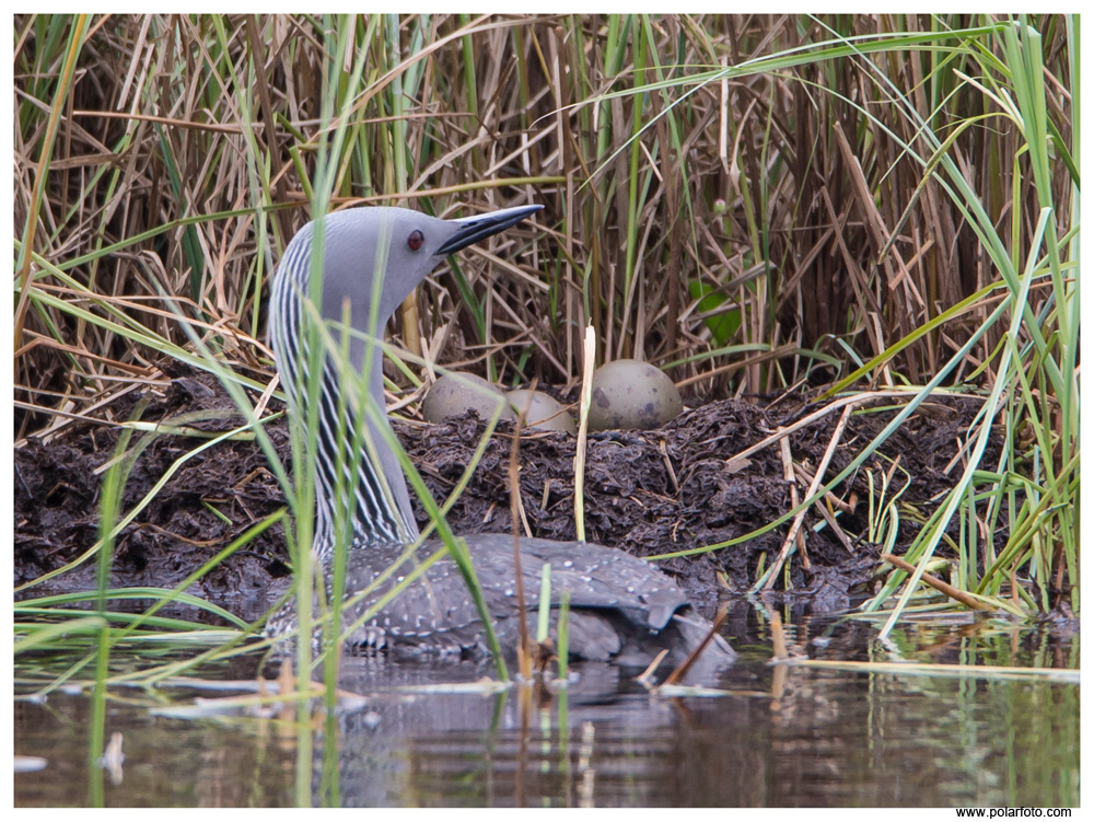 Sterntaucher mit drei Eiern