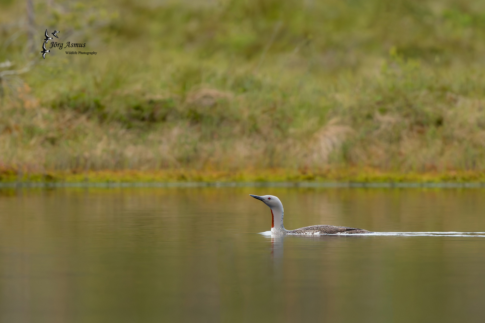 Sterntaucher // Mittelschweden