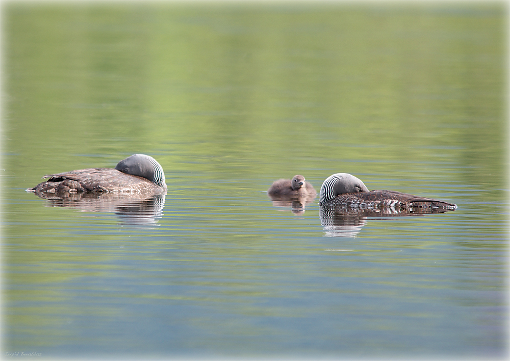 Sterntaucher, schlafend (1)