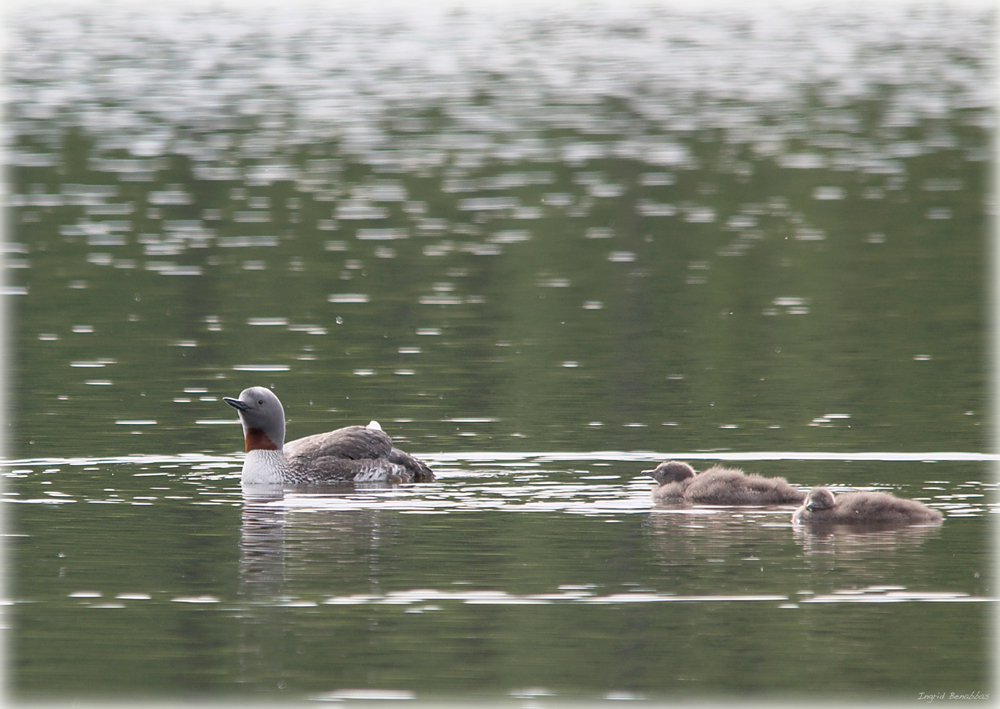 Sterntaucher, schlafend (2)