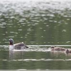 Sterntaucher, schlafend (2)