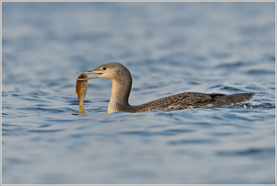 Sterntaucher (wildlife)