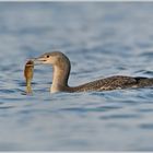 Sterntaucher (wildlife)