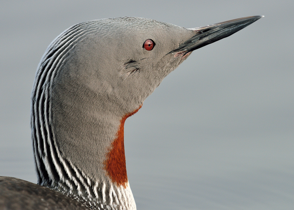 Sterntaucherportrait