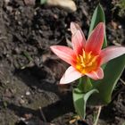 Sterntulpe