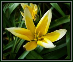 Sterntulpe (Tulipa tarda) - Tulpen sind wundervolle Blickfänger in jedem Garten