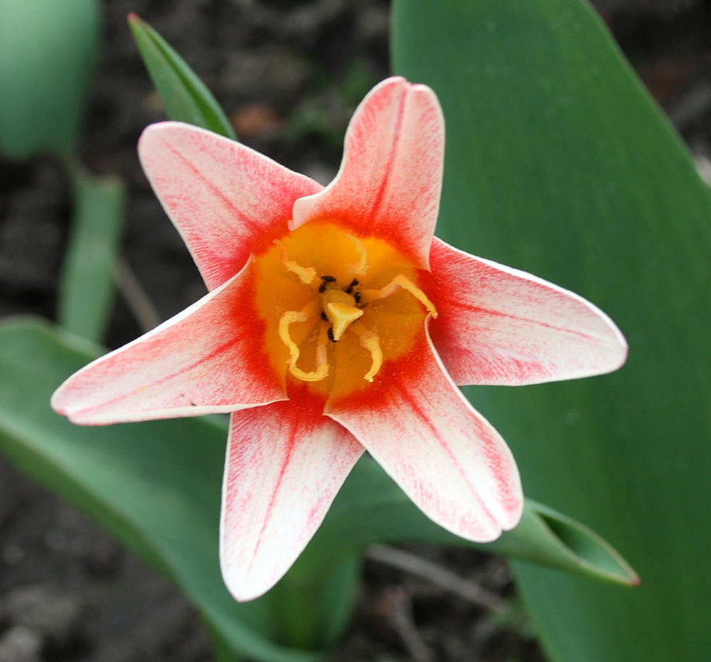 Sterntulpe von oben