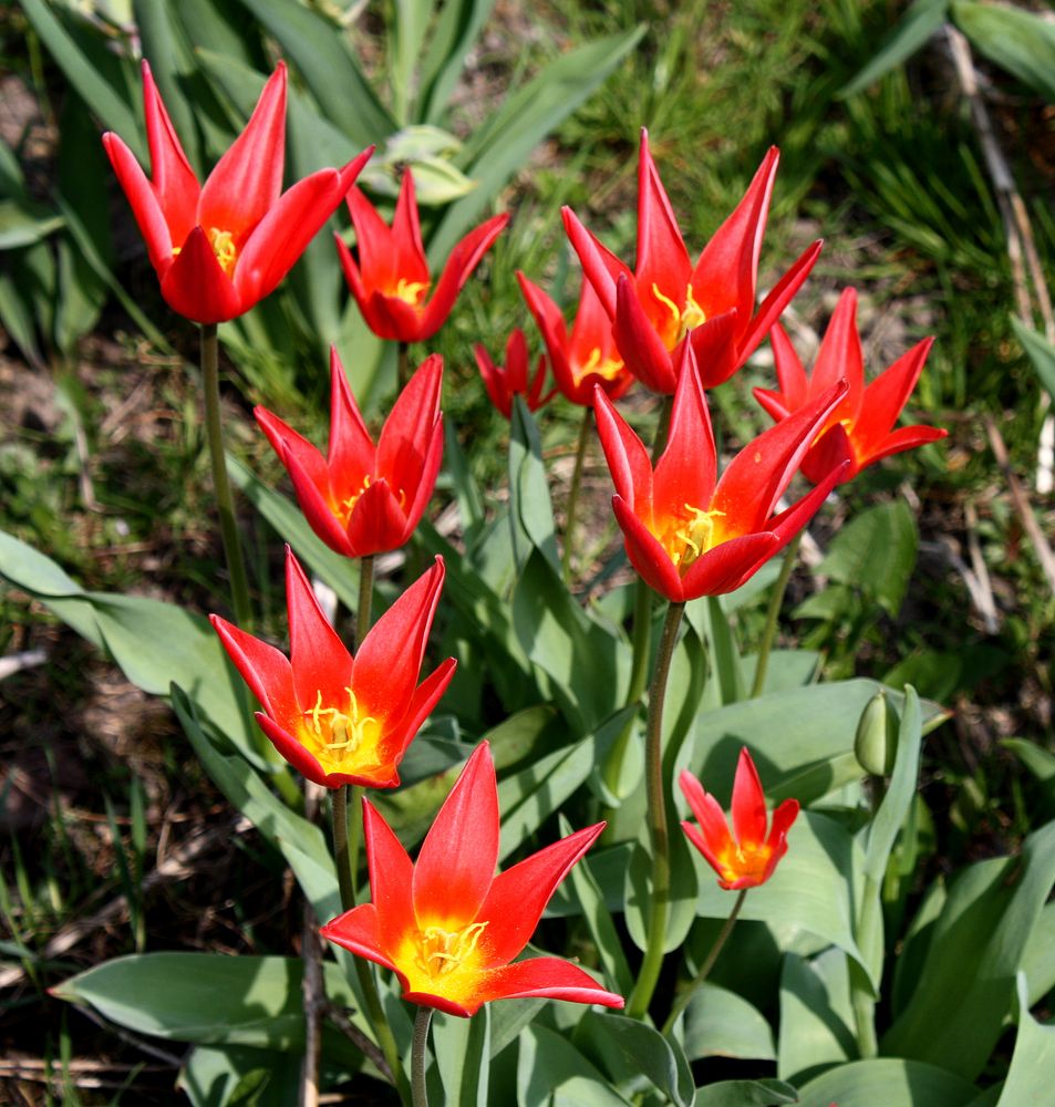 Sterntulpen sind mit die ersten im Jahr