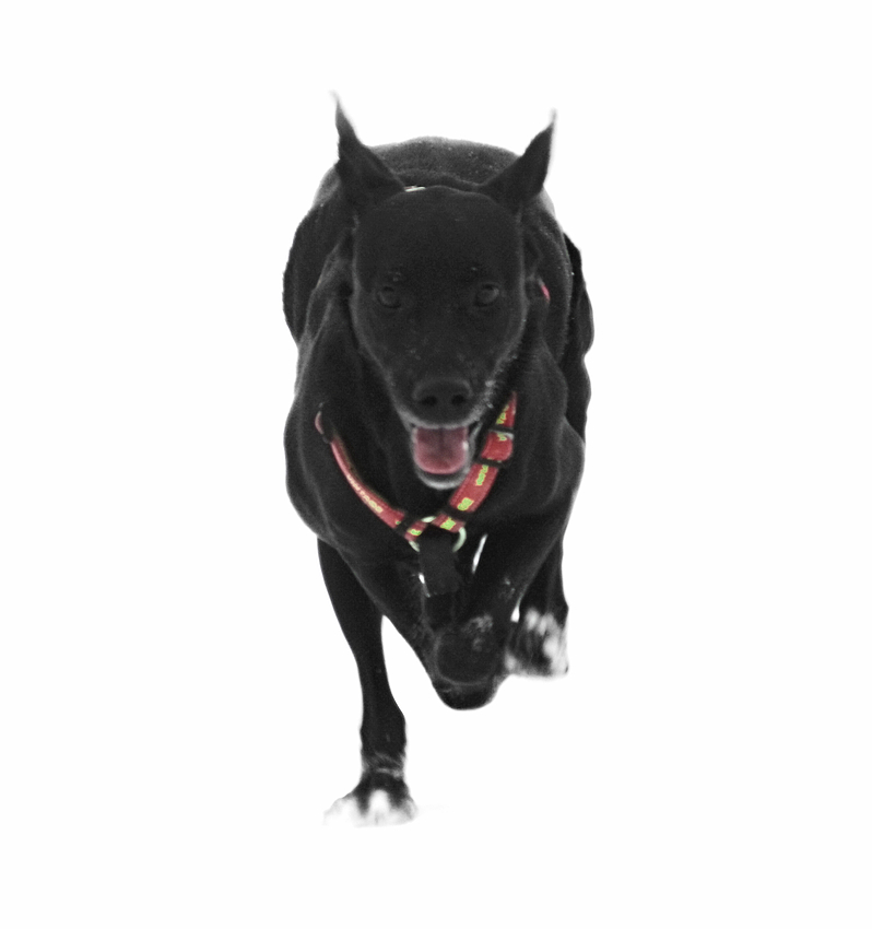 &quot;steroide&quot; Foto &amp; Bild tiere, haustiere, hunde Bilder auf