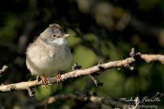 Sterpazzola femmina