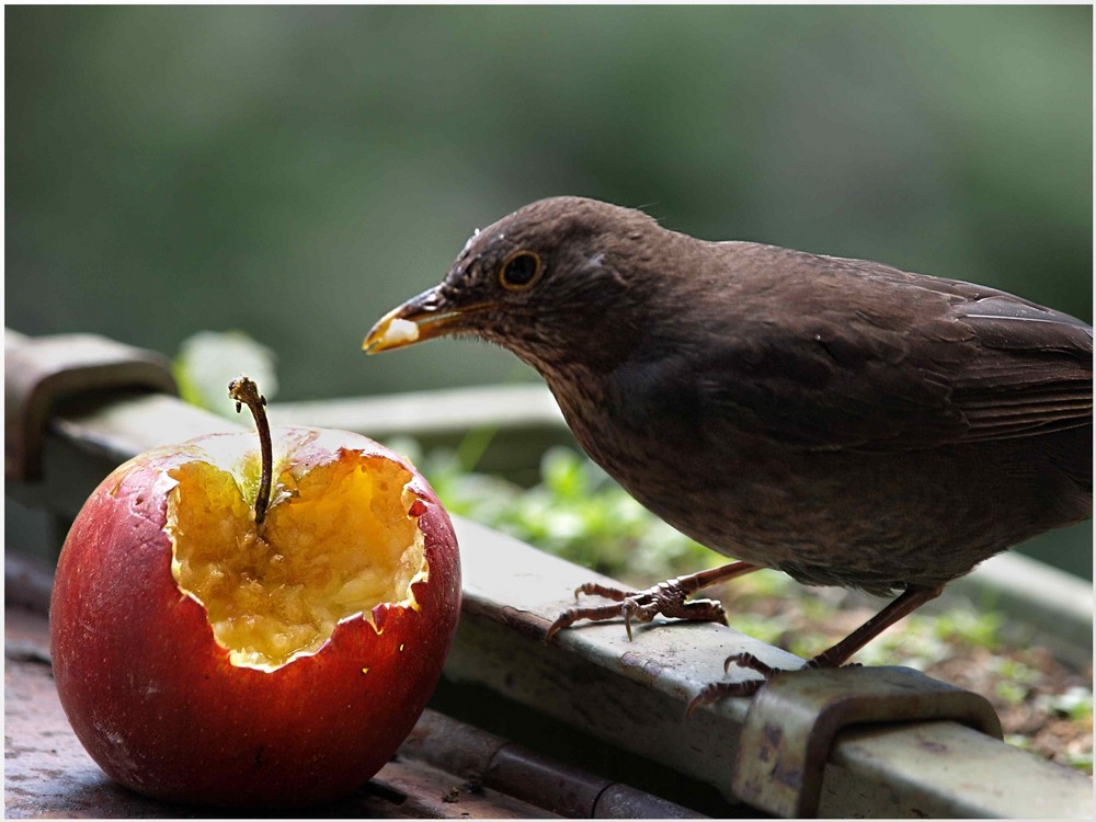 Stetes Picken höhlt den Apfel Foto & Bild tiere, wildlife, wild