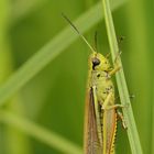 Stethophyma grossum