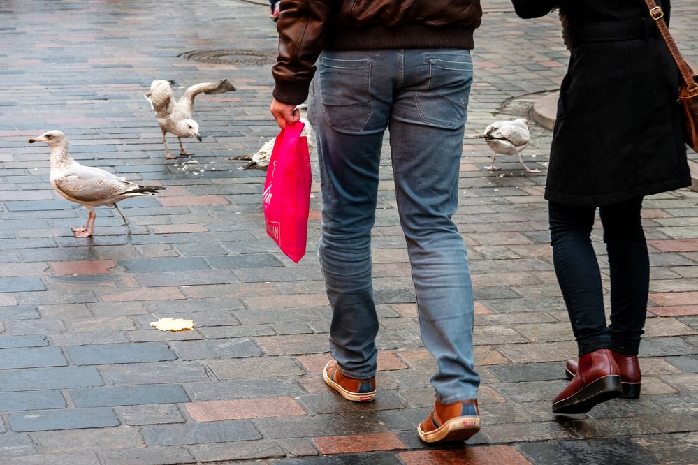 Stets auf Lauer: Die Möwen von Rostock