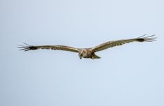 Stets eine Freude so ein Greifvogel