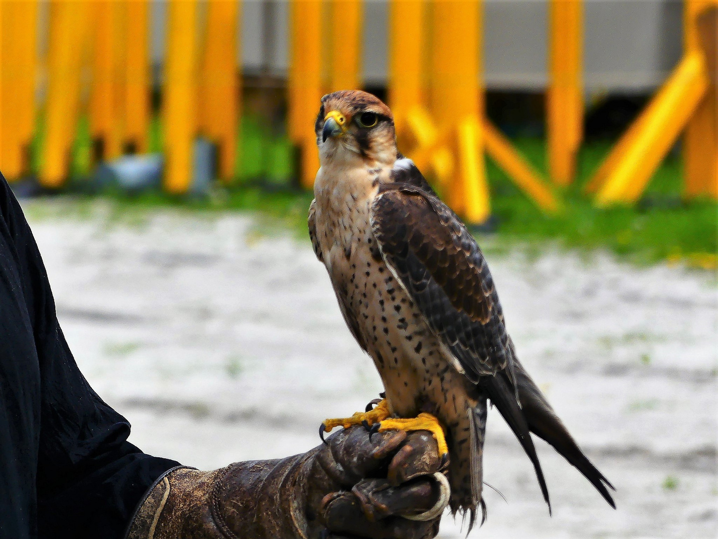 Stettenfels - Burgfest