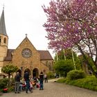 Stettfeld - Marcellusplatz mit blühendem Judasbaum