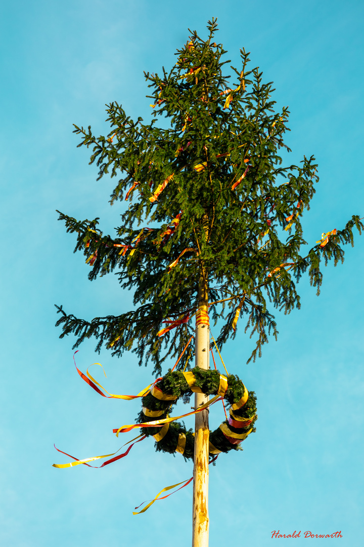 Stettfelder Maibaum