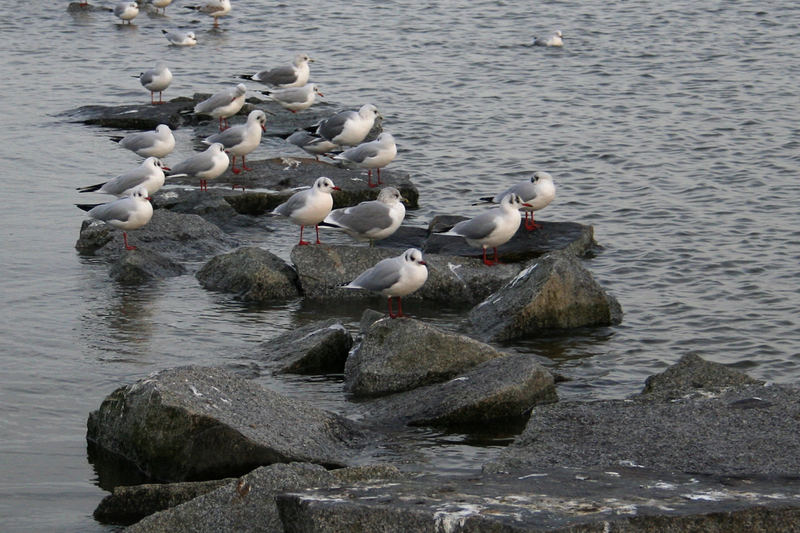 Stettiner Haff - Ueckermünde (2)