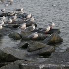 Stettiner Haff - Ueckermünde (2)