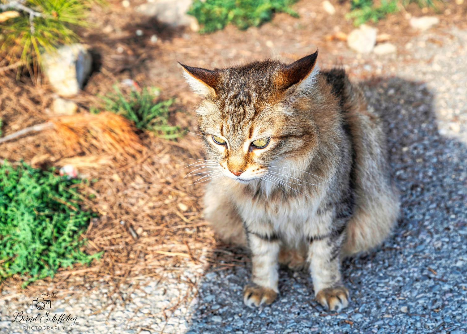 Steunende Katze auf Spaniens Insel Mallorca