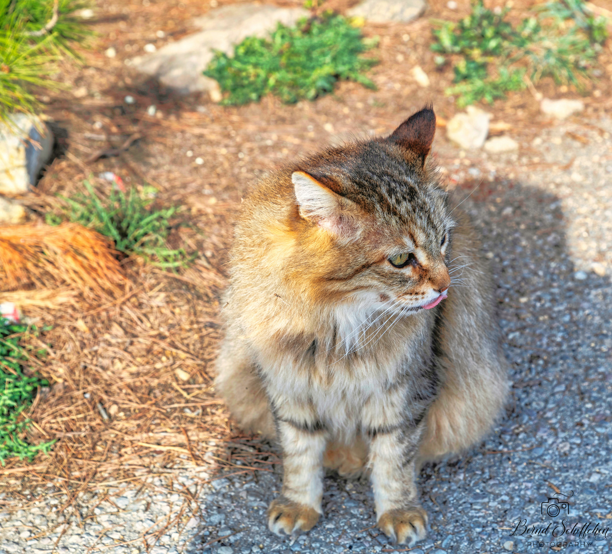 Steunende Katze auf Spaniens Insel Mallorca